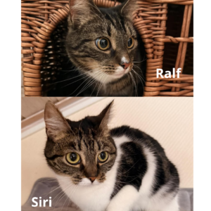Ralf och Siri