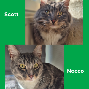 Scott & Nocco