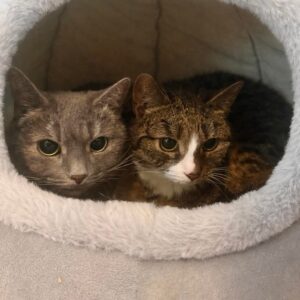 Klara & Missan