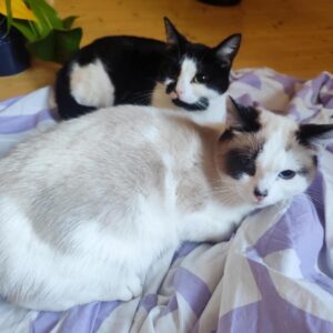 Mia & Molly
