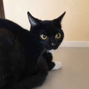 Macke