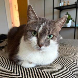 Seniorita