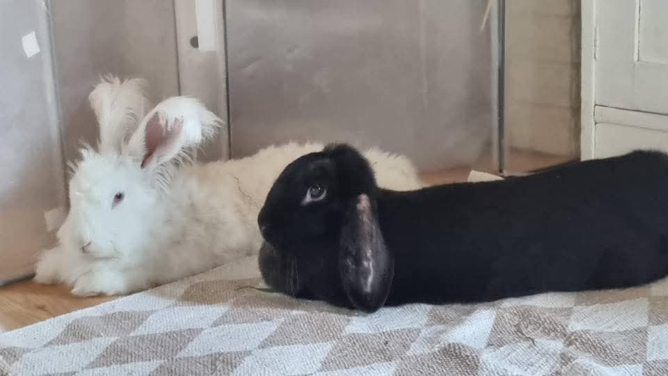 Charlie & Ronja - Bild 6