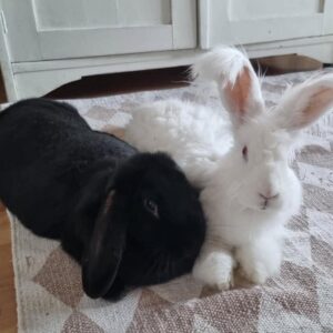 Charlie & Ronja