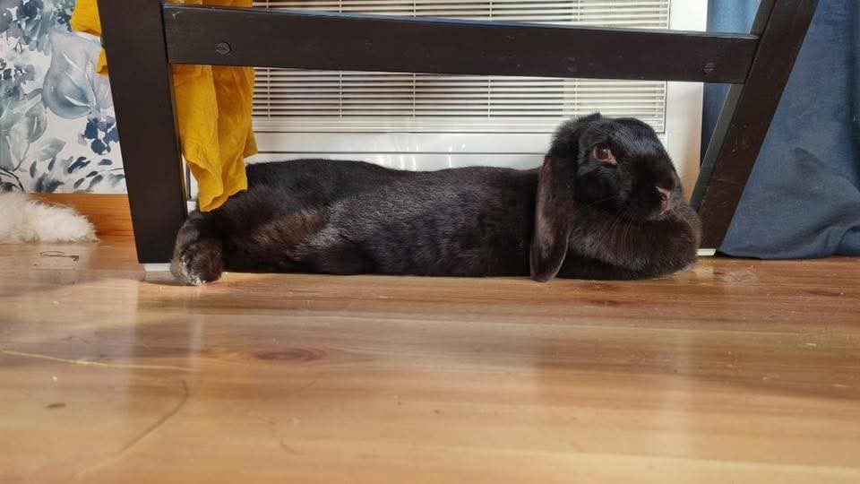 Charlie & Ronja - Bild 4