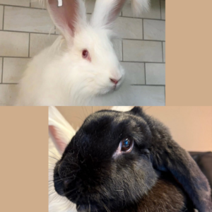 Charlie & Ronja