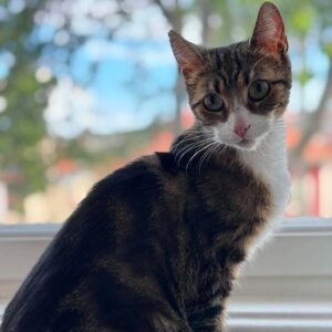 Sigrid