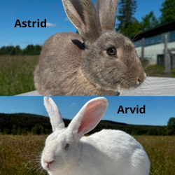 Astrid & Arvid