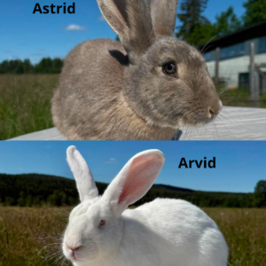 Astrid & Arvid
