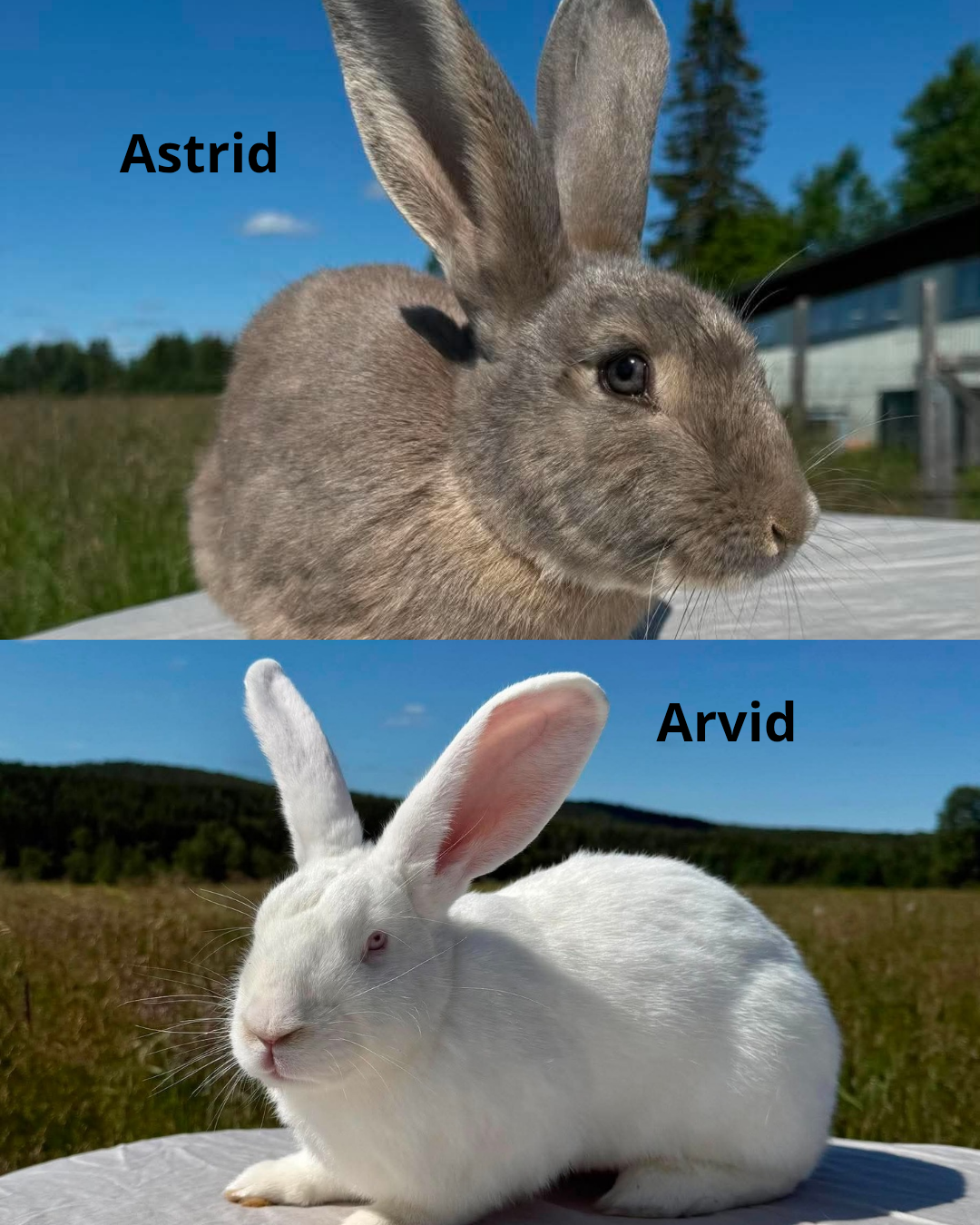 Astrid & Arvid