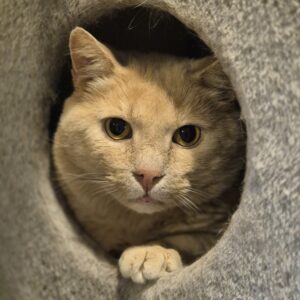 Gio