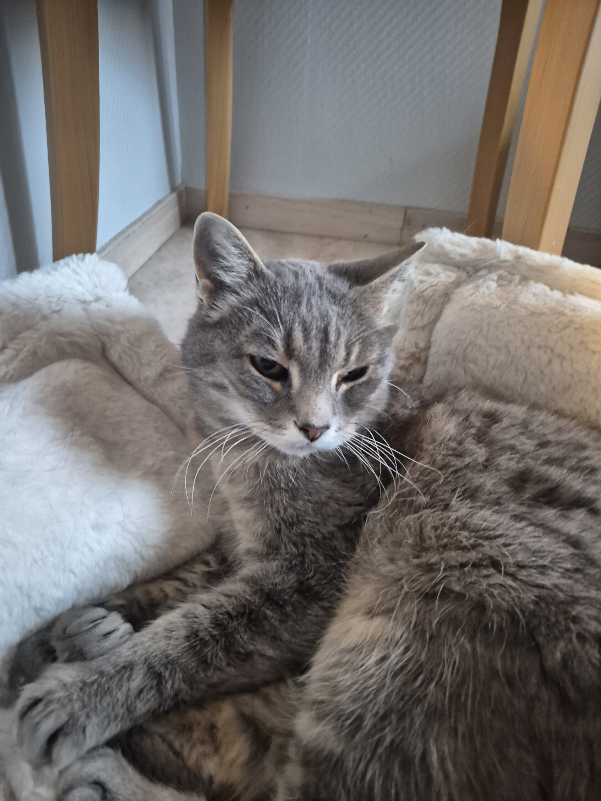 Ulla-Bella - Bild 3