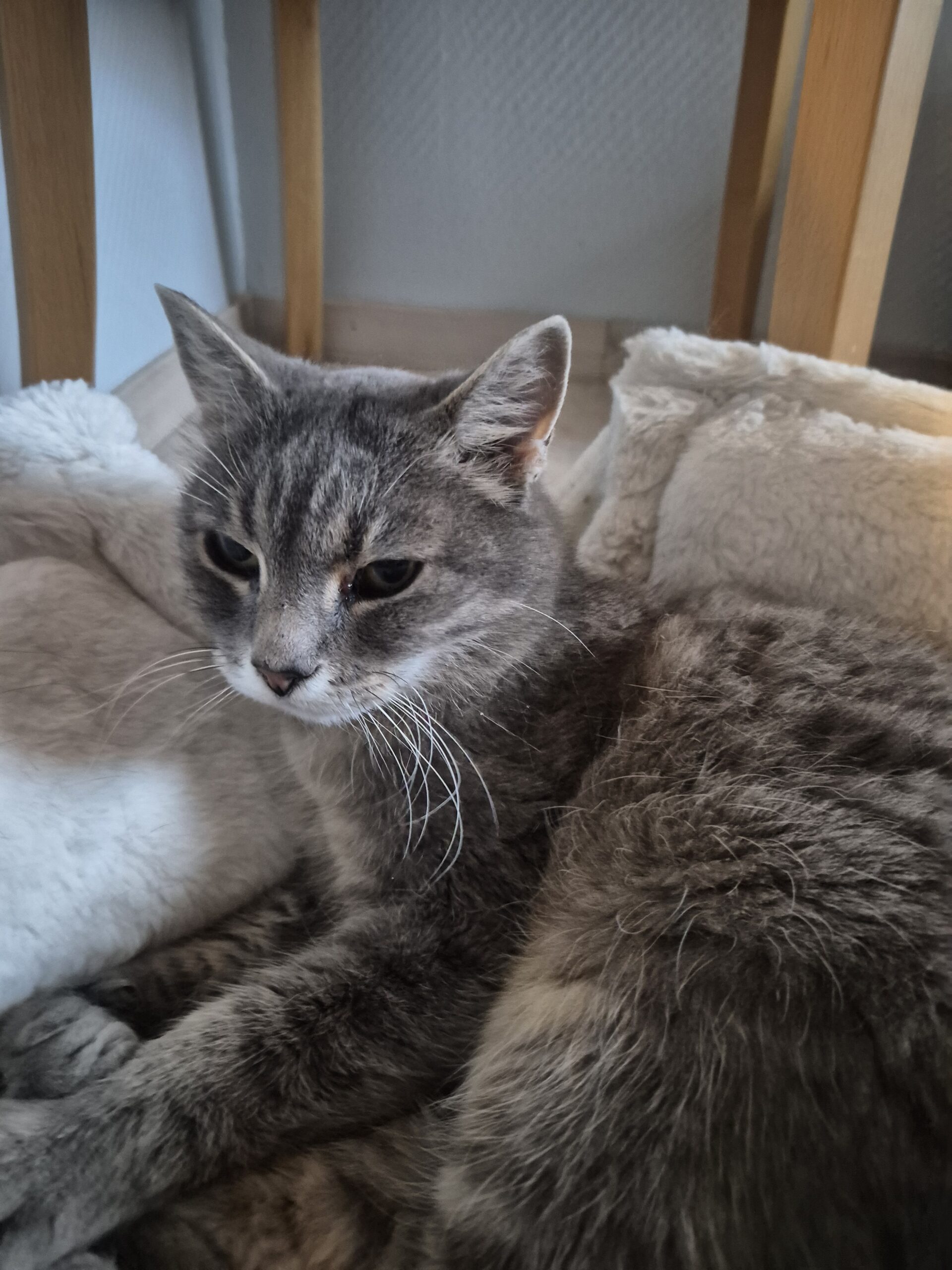 Ulla-Bella - Bild 2