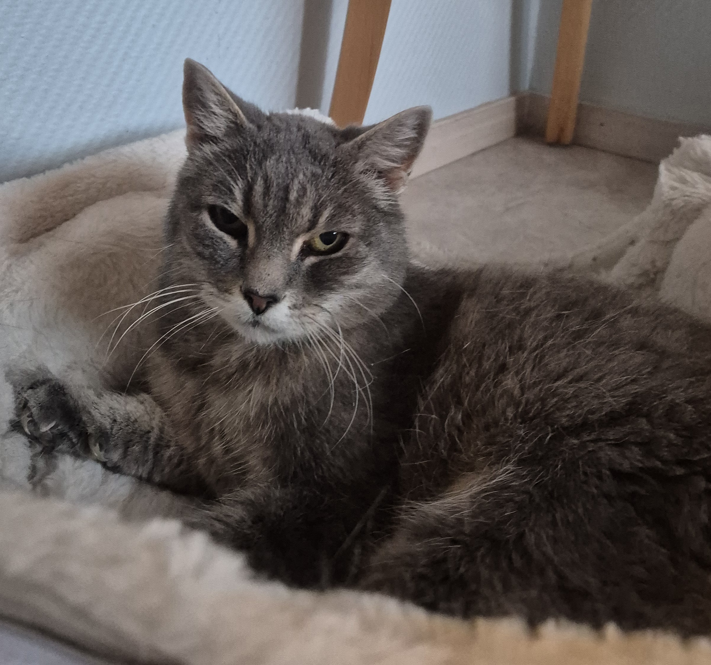 Ulla-Bella