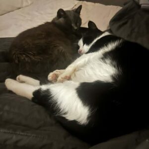 Musse och Lilla Grå
